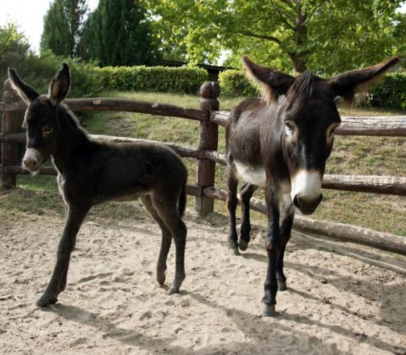 Fekete csacsi született nemrég a Debreceni Állatkertben. A kis patás a szamóca nevet kapta 