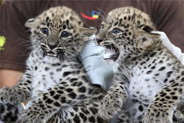 A jászberényi állatkert perzsa leopárd kölykei