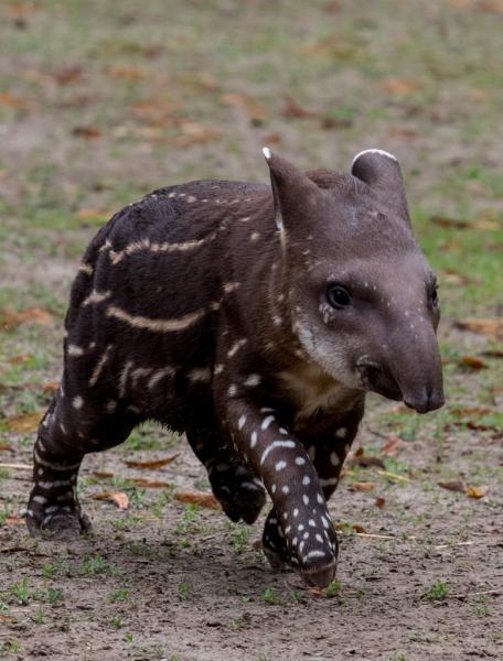 Kis tapír született a Debreceni Állatkertben