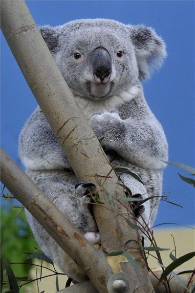 Koala a fővárosi állatkertben már látogatható