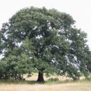 Az országban többfelé található Rákóczi fája