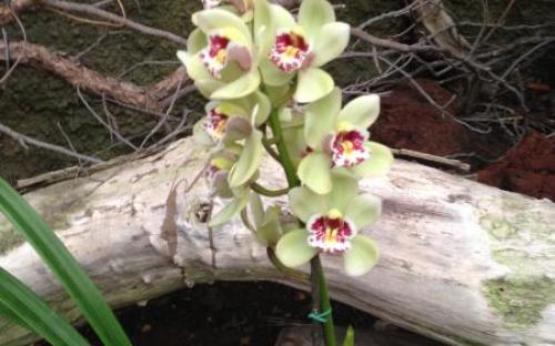 Orchidea a Palmitos Parkban